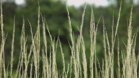 Grass waving in the wind Stock Footage 75653812