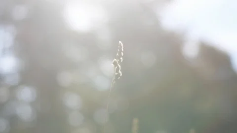 Grass waving in the wind Stock Footage 100974577