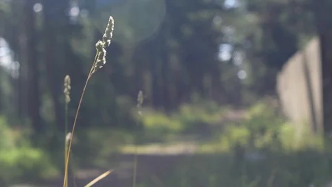 Grass waving in the wind Stock Footage 100974579