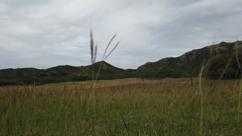 Grass Waving in the Wind Stock Footage 155363766