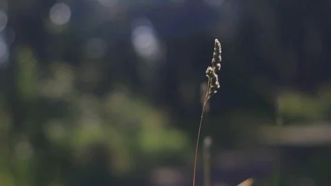 Grass waving in the wind in a forest Stock Footage 100974578