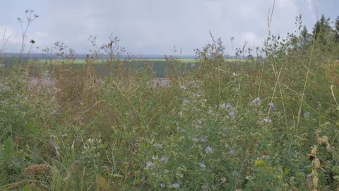 The grass is waving in the wind on the hill Stock Footage 81014581
