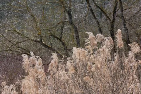 Grass Waving Wind Long Forest WIld Autumn Brown Background Tall Stock Photos
