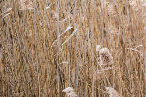 Grass Waving Wind Long Forest WIld Autumn Brown Background Tall Stock Photos