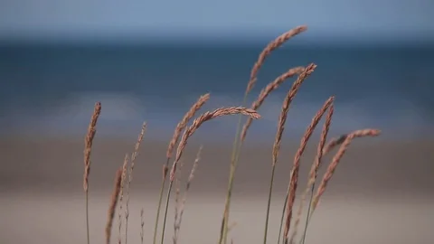 The grass waving in the wind near the sea Stock Footage 75906348