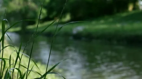 Grass Waving in the Wind by a River Stock Footage 49463898