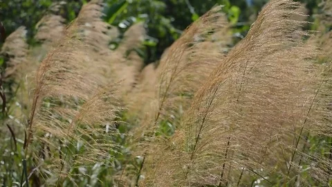 Grass waving on the wind in summer field ,thailand Stock Footage 79866533