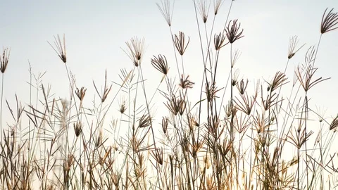 Grass waving on the wind in summer field Stock Footage 86627900