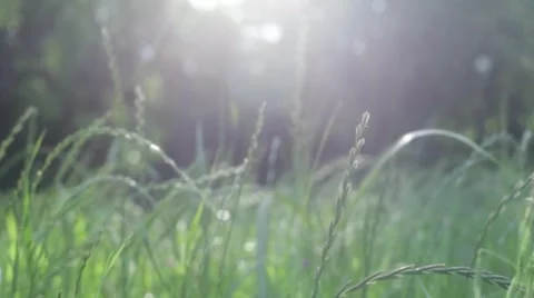 Grass Waving in the Wind with Sun Flare Stock Footage 49464982