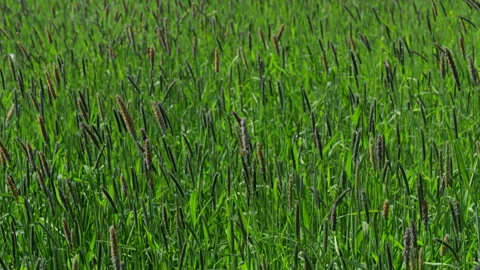 Grass waving in the wind sunny day in the meadow. Natural spring background. Stock Footage 336452490