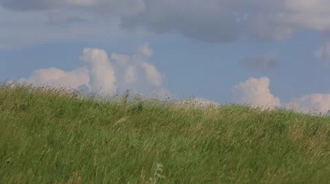 Grass waving in the wind under blue sky Stock Footage 40490137