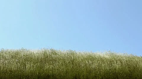 Grass waving on wind upon blue sky Stock Footage 38298243