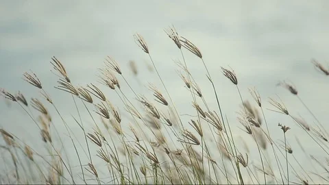 Grass waving at a windy afternoon Stock Footage 103455223