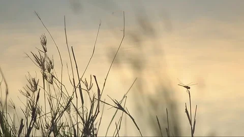 Grass waving at a windy afternoon Stock Footage 103456006