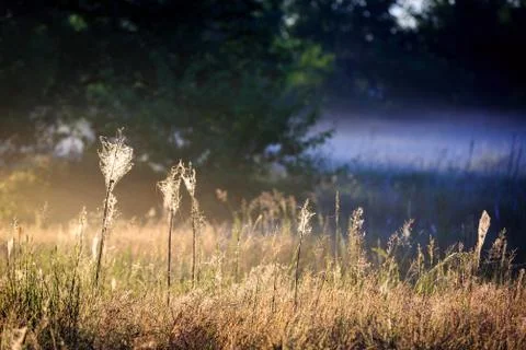Grass with web Stock Photos
