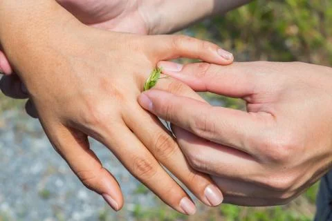 Grass wedding ring Stock Photos