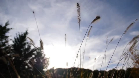 Grass, Weeds, Sky, Sunset (6 shots) Stock Footage 161812786