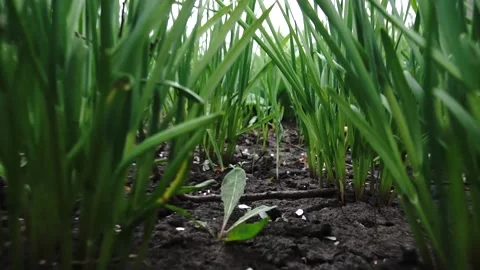 The grass is wet Stockbeeldmateriaal 154428117