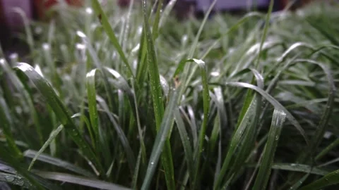 The grass is wet Video stock 154428198