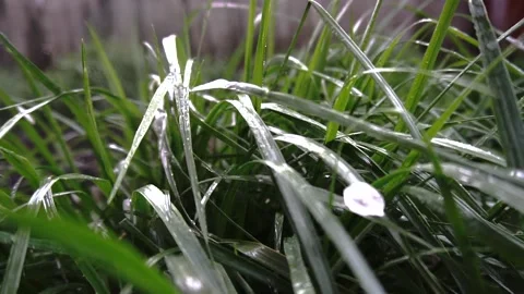 The grass is wet Vidéo 154428307