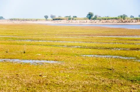 Grass on the wetlands Stock Photos