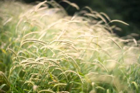 Grass wheat background blur Stock Photos