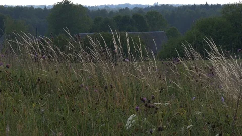 Grass like a wheat Stock Footage 93174168