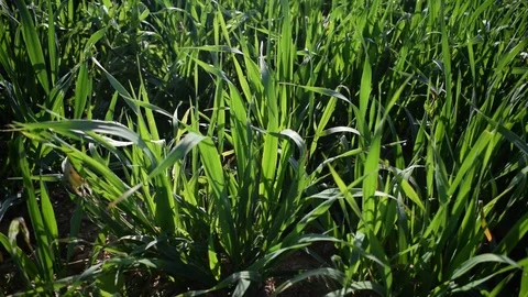 GRASS OF WHEAT 库存影片 123958427