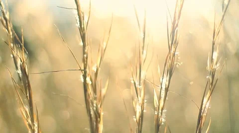Grass wheat swaying in wind Stock Footage 8689593