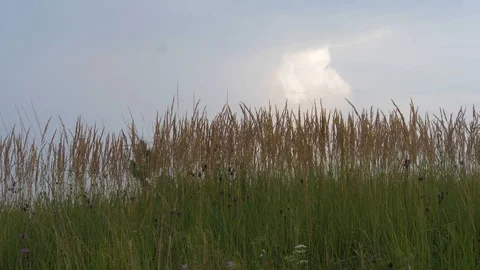 Grass like a wheat at windy field Stock Footage 93174207