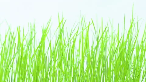 Grass on a white 3 Stock Footage 238999228