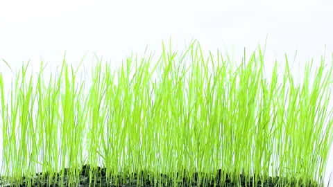 Grass on a white 4 Stock Footage 238999222