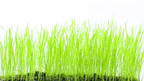Grass on a white 5 Stock Footage 238999187
