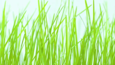 Grass on a white 6 Stock Footage 238999243
