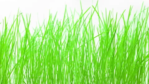 Grass on a white 7 Stock Footage 238999503