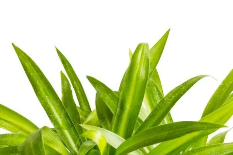 Grass on white background. Stock Photos