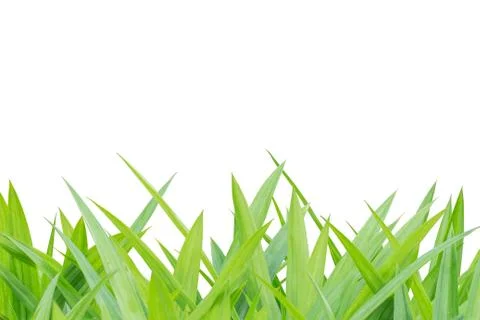 Grass on white background Foto stock