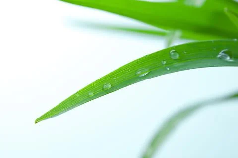 Grass on White Background Stock Photos