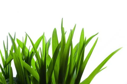 Grass on White Background Stock Photos
