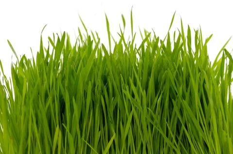 Grass on white background Foto stock
