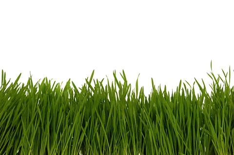 Grass on white background Stock Photos