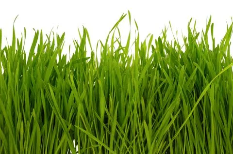Grass on white background Stock Photos