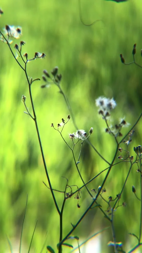 Grass with white flowers blowing in the wind against Stock Footage 287938795