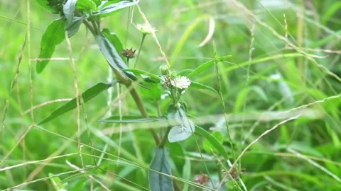 Grass with white flowers Stock Footage 219374723