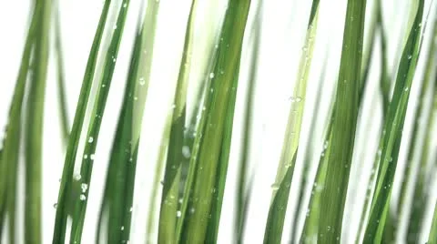 Grass on white Stock Footage 10794601
