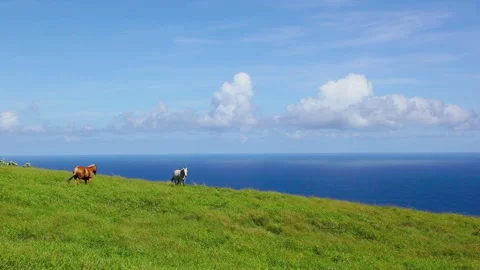 The Grass, White Horses, and Clouds on the Horizon Swaying in the Wind of Stock Footage 327308062