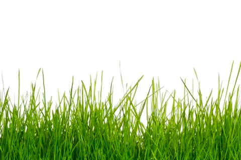Grass on white Stock Photos