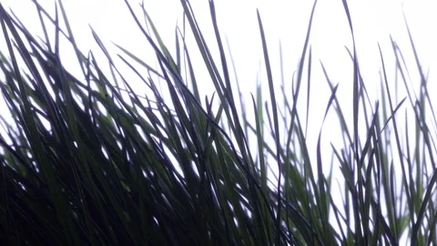 Grass white timelaspe growing Видео 84175935