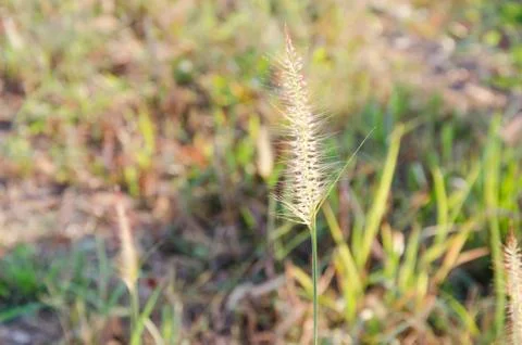 Grass in wide fields 写真素材