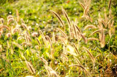 Grass in wide fields with the sunshine Stock Photos